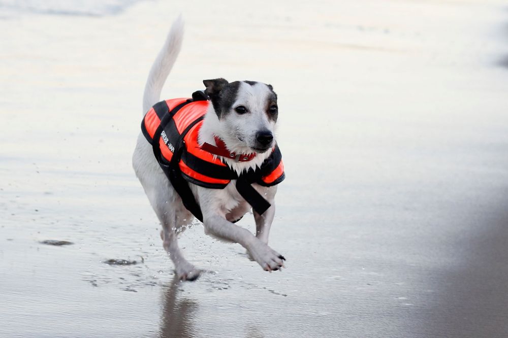 Prsluk za spašavanje za pse Aquarius Happy Dog XL