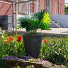 Roto posuda za cvijeće Latino L