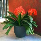 Roto posuda za cvijeće Rumba antracit S